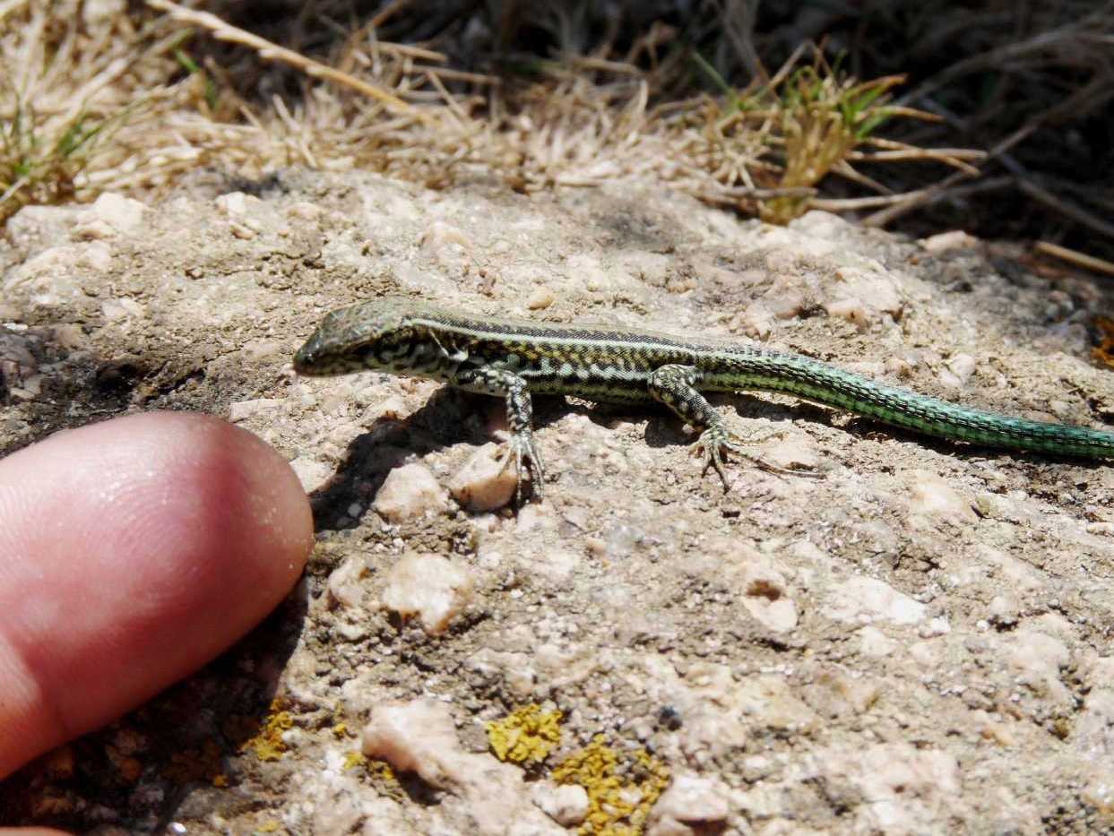 Lucertole a Capo Testa (Podarcis tiliguerta)